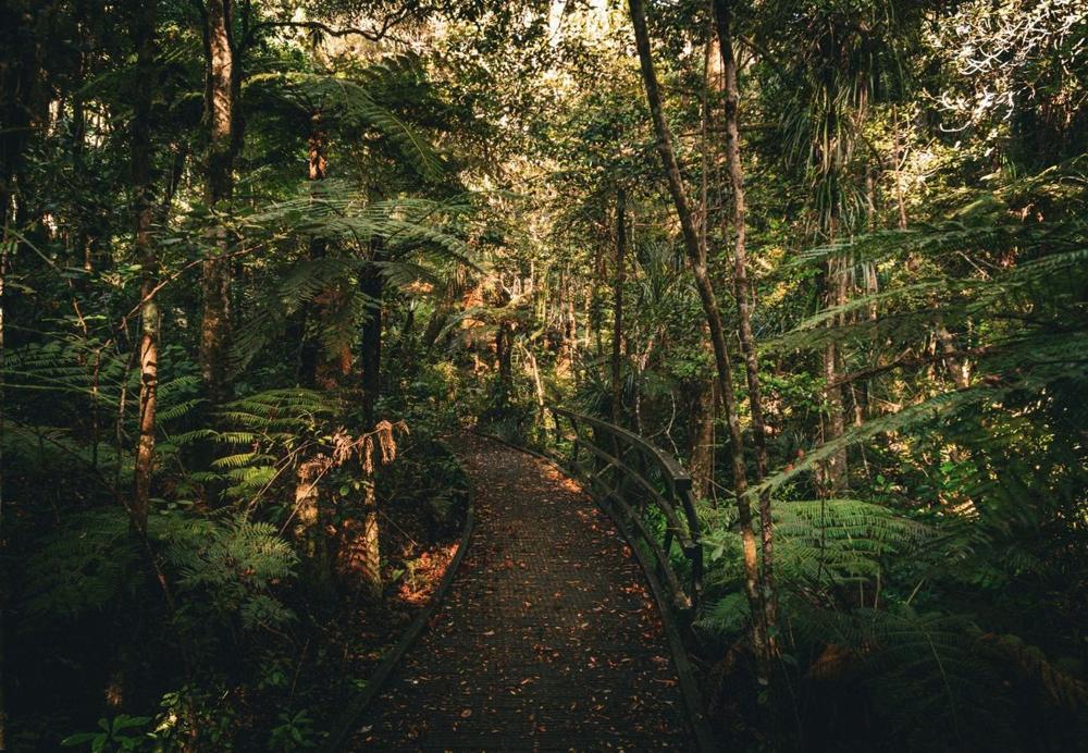 A walking track through dense New Zealand rainforest