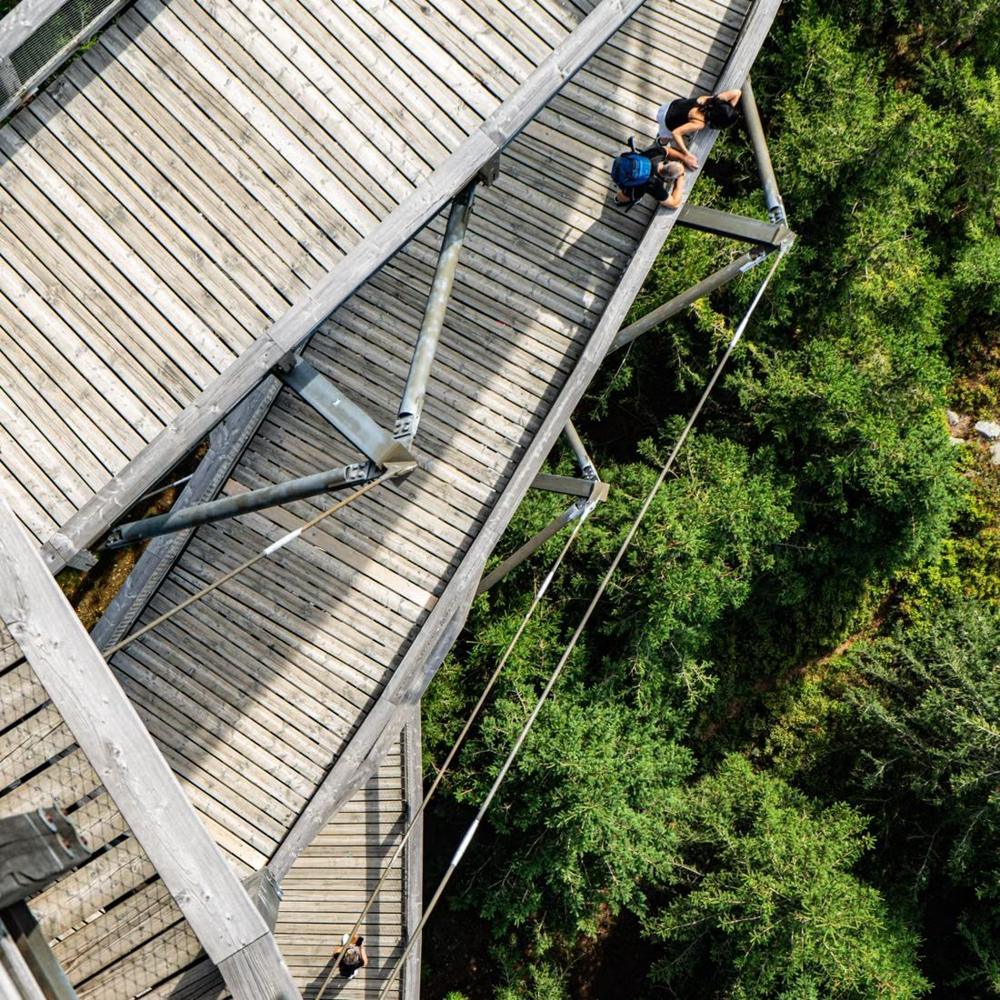 Looking down from a high canopy walkway into native forest